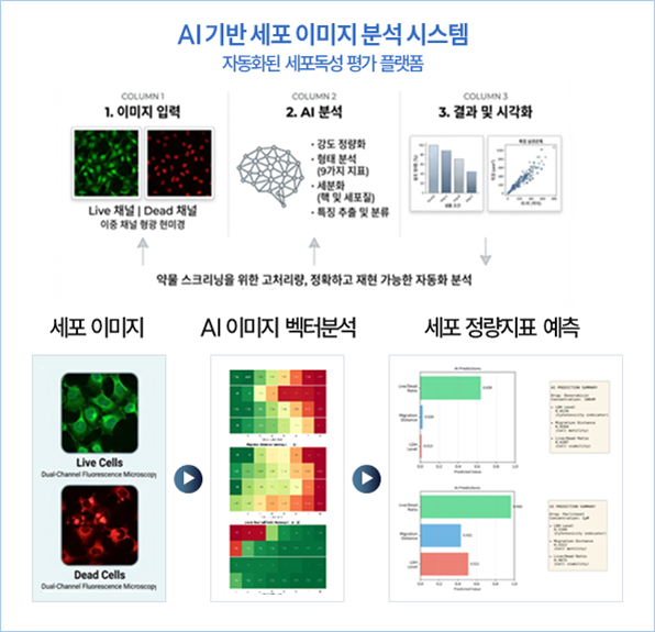 AI 기반 세포 이미지 분석 시스템과 자동화된 세포독성 평가 흐름